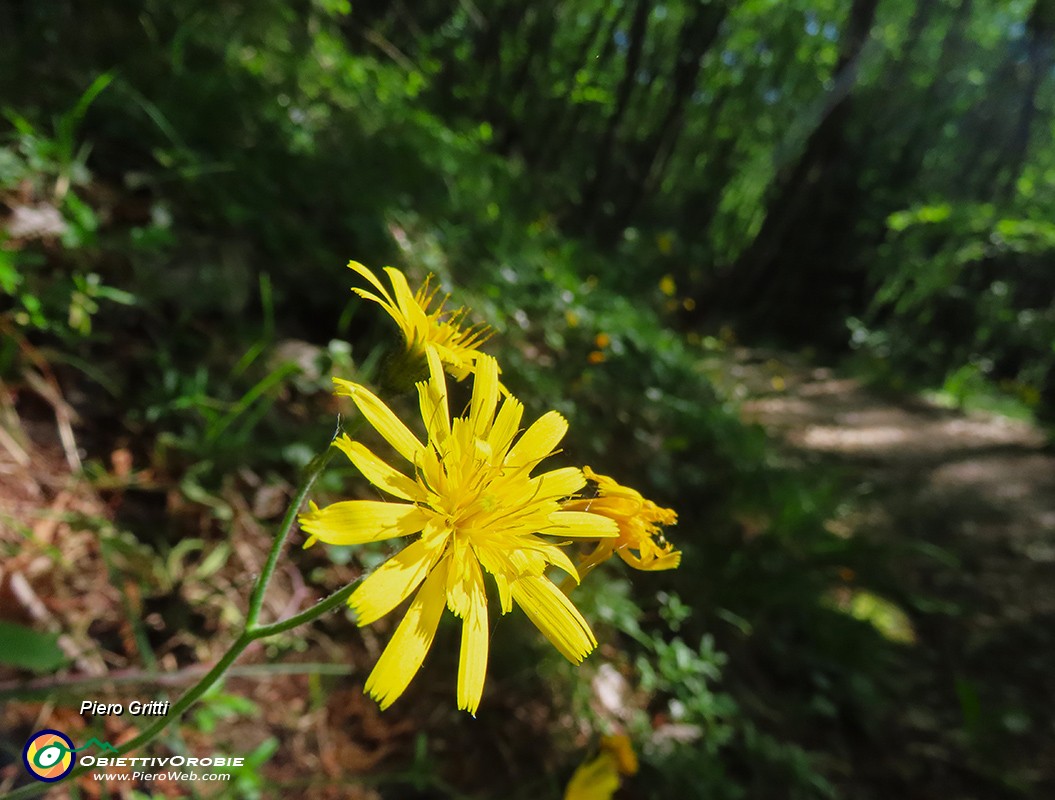 24 Scorzonera humilis- Scorzonera minore sul sent. 505 con bosco di carpini neri.jpg